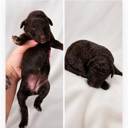 Poppy Purple - Phantom female Goldendoodle puppy in Delphos, Ohio from Route 66 Poodles & Doodles, Sapphire Shih-tzu's of Ohio
