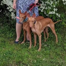 Pharaoh Hounds from Th'Reasn Pharaoh Hounds