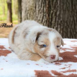 Flash - Red merle male Australian Shepherd puppy in Coldwater, Michigan from Northern Star Australian Shepherds