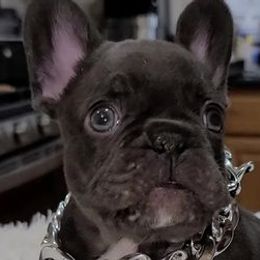 French Bulldogs from Mak's French Bulldogs