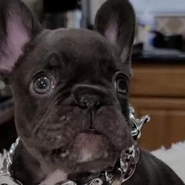 French Bulldogs from Mak's French Bulldogs