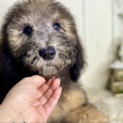 Hector - Brown male Whoodle puppy in Wisconsin Rapids, Wisconsin from Whoodles of the Valley