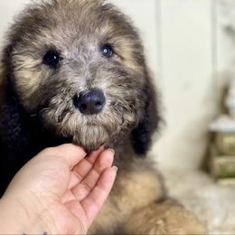 Hector - Brown male Whoodle puppy in Wisconsin Rapids, Wisconsin from Whoodles of the Valley