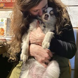 Pomsky All Grown Up from Kenna'z Kuddly Pomskiez