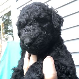 Twocoral - Black male Poodle puppy in Fleischmanns, New York from Kava Poodles