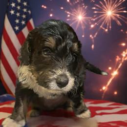 Green boy (Ace) - Tri-color male Bernedoodle puppy in Strattanville, Pennsylvania from Goldhaly Peach Doodles