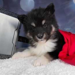 Brown collar M - Alaskan Malamute puppy in Spokane, Washington from Asgard Wooly Malamutes