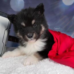 Brown collar M - Alaskan Malamute puppy in Spokane, Washington from Asgard Wooly Malamutes