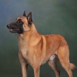 Goliath - Belgian Malinois