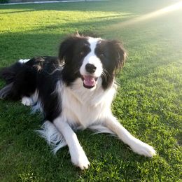 Border Collie All Grown Up from Embrace Border Collies