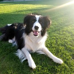 Border Collie All Grown Up from Embrace Border Collies