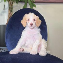 Freedom - Cream male Poodle puppy in Plainfield, New Jersey from Caris Paws Poodles and Labradoodles