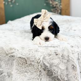 T a y l o r - Tri-color female Bernedoodle puppy in Cedar City, Utah from Cedar Doodles- Home of the Teddybear Goldendoodle