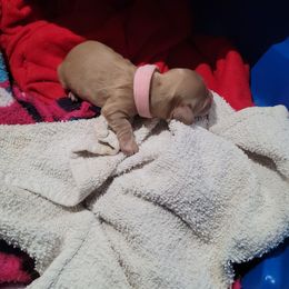 Light pink - Cream female Dachshund puppy in Sour Lake, Texas from Rigdon's dachshunds