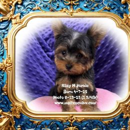 Riley - Black and tan male Maltese puppy in Silverhill, Alabama from Malteseuluv’s Tiny Treasurers
