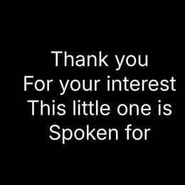 Miss Black girl - Black and tan female Black and Tan Coonhound puppy in Pueblo, Colorado from BT Coonhound