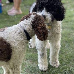 Springerdoodle All Grown Up from Just Doodling