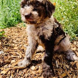 Goldendoodle Puppies from 24 Karat Doodles