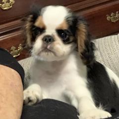 English Toy Spaniel Puppies from Marietta Charlies