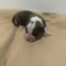 Butch Cassidy - Sable male Pembroke Welsh Corgi puppy in Huntington, Texas from Flower Hill Farm