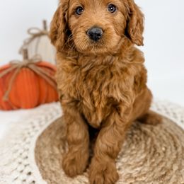 Fern - Red  female Goldendoodle puppy in Fletcher, North Carolina from Cane Creek Goldendoodles