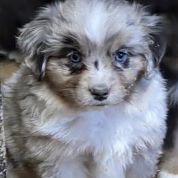 Jeorge - Blue merle male Miniature American Shepherd puppy in Goldendale, Washington from Amulet Charm