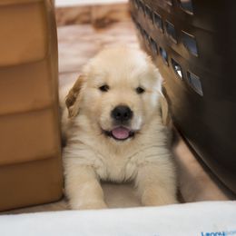 Golden Retriever Puppies from Honeysweet Goldens