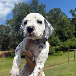 Sugarplum - White and black female Dalmatian puppy in Demorest, Georgia from Dixon Dalmatians