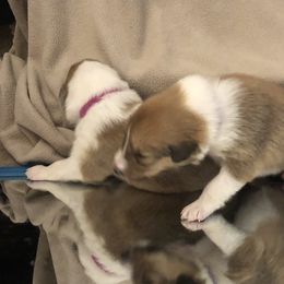 Collie Puppies from Highland Moor Kennel
