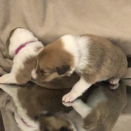 Collie Puppies from Highland Moor Kennel