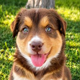 Martina- Red Tri - Red tri-color female Australian Shepherd puppy in Hugo, Colorado from Frying Pan Ranch Australian Shepherds