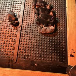 Doberman Pinscher Puppies from Kiziah Dobermans