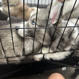 Siberian Husky Puppies from The Rulon Den