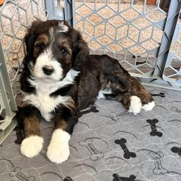 Bernedoodle, Cockapoo, and Goldendoodle Puppies from Avery Doodle Day LLC