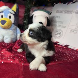 Charlie - Black tri male Toy Australian Shepherd puppy in Medina, Tennessee from Fly Farms