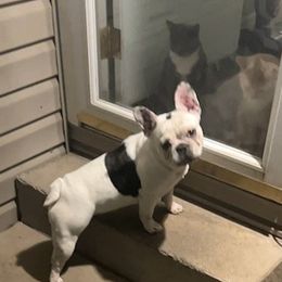 French Bulldogs from Mcdavid Frenchies