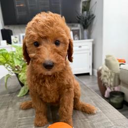 Red - Red  female Goldendoodle puppy in Bakersfield, California from Lavish Doodles