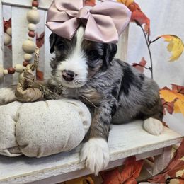 Pink - Blue merle female Bernedoodle puppy in Boaz, Alabama from LaDonna's Doodles