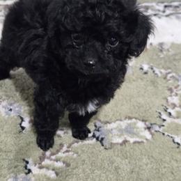 Ella - Black female Poodle puppy in Lucedale, Mississippi from Simply Poodle