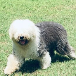 Sutton - Old English Sheepdog