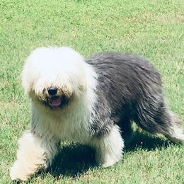 Sutton - Old English Sheepdog