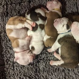 Bulldogs from Manomet Valley Bulldogs