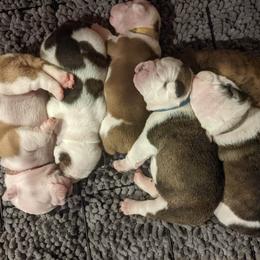 Bulldogs from Manomet Valley Bulldogs