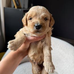 Birch, grey collar - Apricot male Goldendoodle puppy in Lowville, New York from Adirondack Goldendoodles