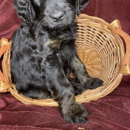 Goldendoodle Puppies from PNW Puppies
