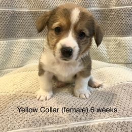 Yellow Collar (female) - Red Pembroke Welsh Corgi puppy in Paris, Kentucky from Laurel Glen Farm Corgis
