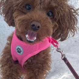 Gin - Goldendoodle
