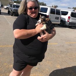 Pembroke Welsh Corgi Puppies from CB Corgis