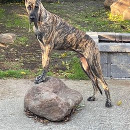 Great Dane Puppies from F&B Kennels