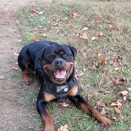 Rottweiler Puppies from Iron Clad Rottweiler